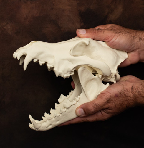 Wolf skull replica life size - skull,