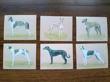 Greyhound Collectable Cards