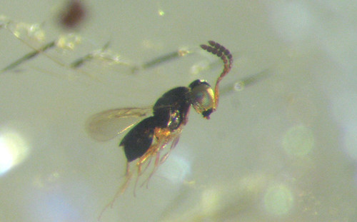 Pliocene amber kenya - pliocene, africa