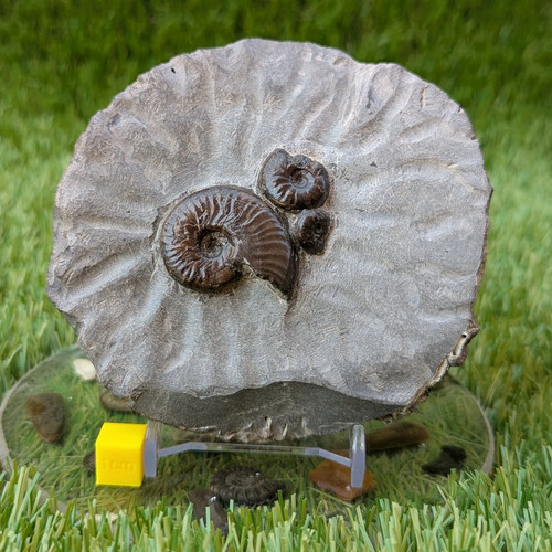 Eleganticeras ammonite fossil