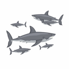 x6 Great White Shark Vinyl