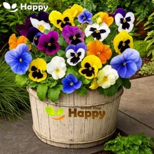 PANSY SWISS GIANT MIX - 300