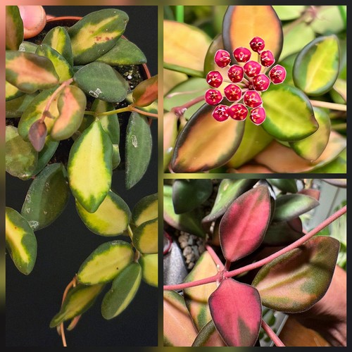 Hoya burtoniae variegata 1x - burtoniae, variegata.