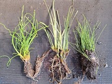 3 x Evergreen Pond Marginal