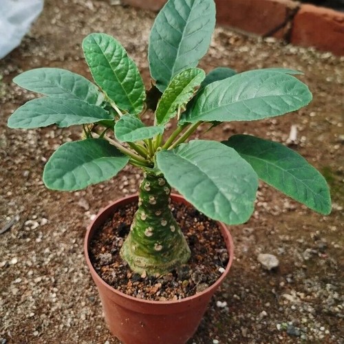 3pcs roottuber succulent