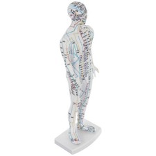  Acupuncture Model: Human
