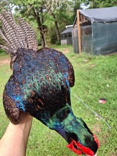15 Melanistic Pheasant