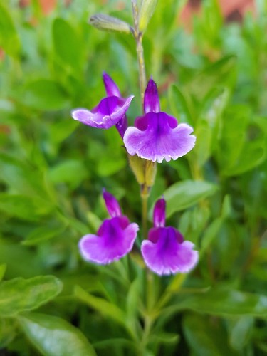 Perennial salvia plug plants - perennial,