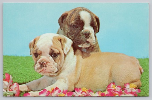 Postcard english bulldogs - english,