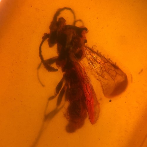 Wasp burmese burmite - in, /