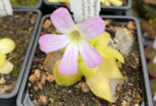 Pinguicula guatemala - pinguicula,