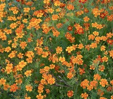 350x Marigold Starfire Mix Seeds - Tagetes Tenuifolia - Mexican Marigold Flower