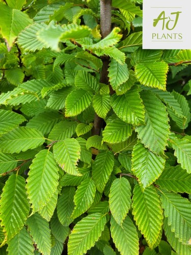 10x carpinus betulus - carpinus,