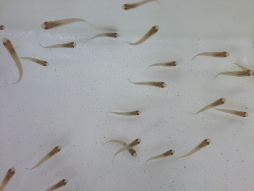 Mosquitofish gambusia - mosquitofish, (gambusia