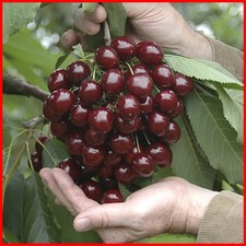 Dwarf patio stella cherry - dwarf,