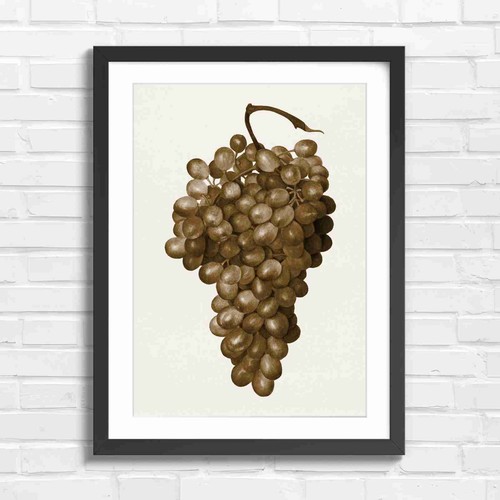 Vintage botanical bunch grapes - botanical,