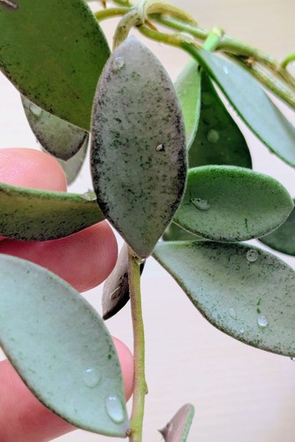 Hoya nummularioides silver - hoya,