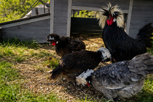 Fertile white crested black - fertile,