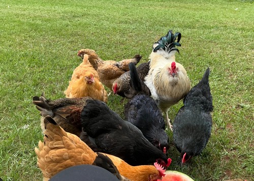 Chicken hatching eggs - chicken,