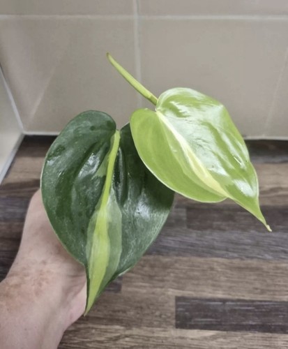 Philodendron scandens brasil - scandens,