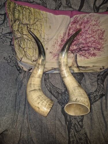 Pair bull horns - pair, of
