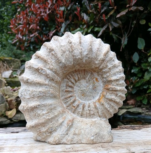 Large fossil ammonite 3kg - large,