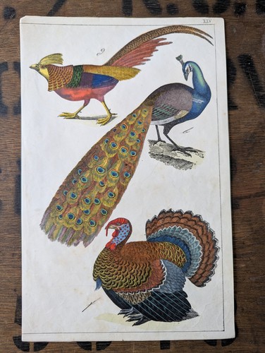 1857 antique peacock - 1857,