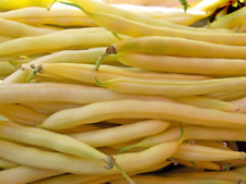 Vegetable - Climbing yellow bean kentucky wonder wax- 20 Seeds - 1st Class