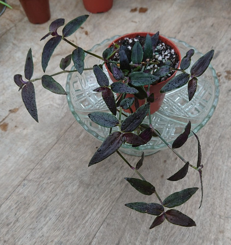 Tradescantia gibasis jose - jose, puig