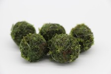 Sinking Java Moss Balls Live