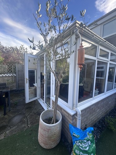 Olive tree and - tree, pot