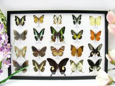 20 beautiful butterfly butterflies in showcase - framed - real - A-20-madam-02