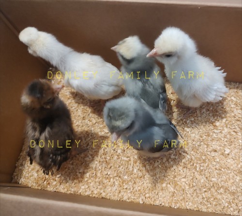 Standard large fowl polish - 6,