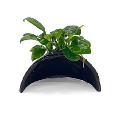 Anubias on Half Coconut Shell