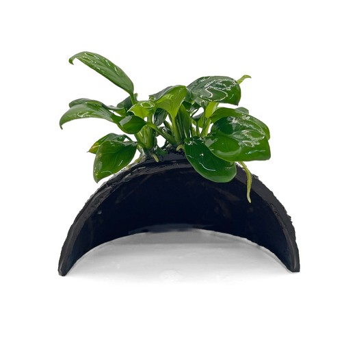 Anubias half coconut - anubias, shell