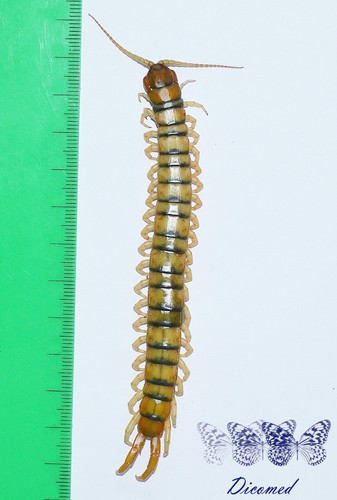 Chilopoda scolopendridae - chilopoda,