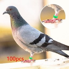 100 Pieces Bird Leg Bands