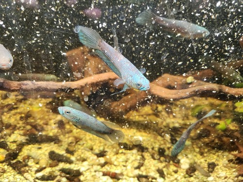 Betta antuta sexed pairs - betta,