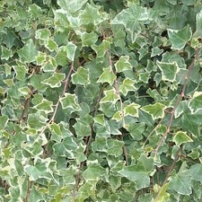 Climbing ivy plant glacier - ivy, 'glacier'