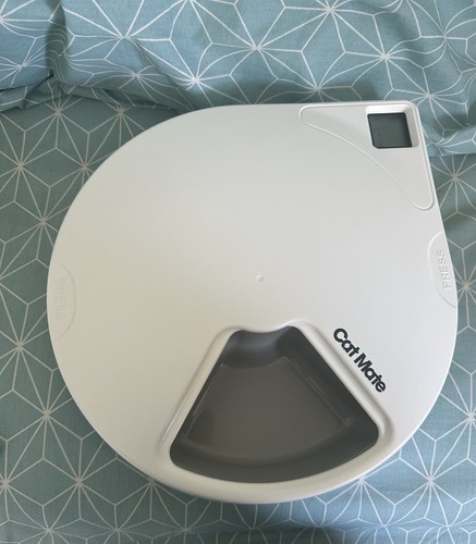 Closer pets cat - pets,