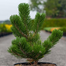 Pinus nigra Oregon Green 3 Litre Pot x 1 by Thompson & Morgan