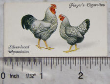 1931 John Player & Sons Poultry No. 48 Silver-laced Wyandottes