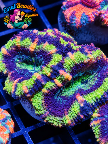 Coral beauties aquatics - coral,