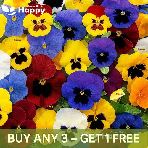 Winter flowering pansy 100 - flowering,
