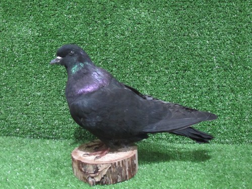Black pigeon taxidermy real - black,