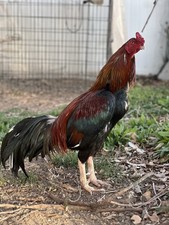 Brazilian Asil Chicken Fertile