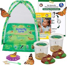 Insect Lore Live Butterfly