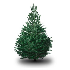 Nordmann Fire Christmas Tree Seeds Approx. 5 Seeds Most Popular Xmas Tree in UK