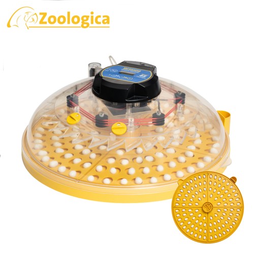 Brinsea maxi zoologica - brinsea,