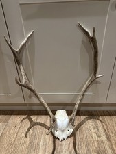 Large Red Deer Stag Antler Horn skull